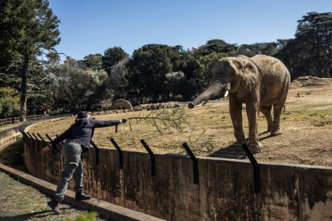 Johannesburg City Parks and Zoo does not want the trio freed, saying they are suited to captive life