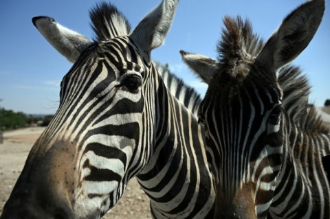 There are about 2,000 animals at the park