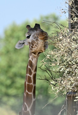 The giraffes got stressed and stopped eating