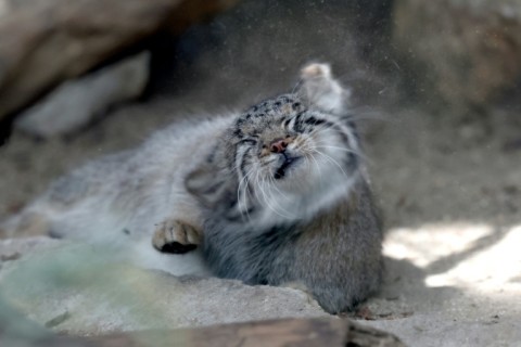 They are not commonly displayed at zoos as they are relatively more sensitive to infections