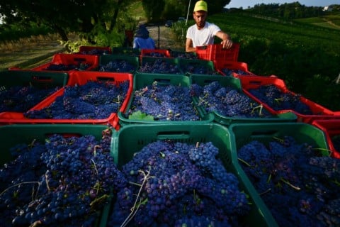 Predicting the quality of a harvest spread over 5 months is an oenological challenge for wineries