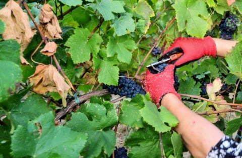 'I've been in the business 43 years and it's the first time I've harvested in July,' says Gleyzes