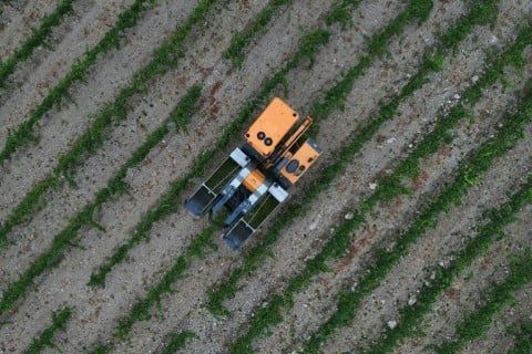 Winegrowers are adapting to the scorching weather as best they can