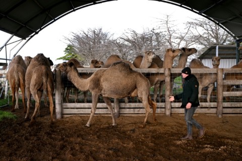 Camel milk sellers say it has a multitude of health benefits, especially for those with allergies