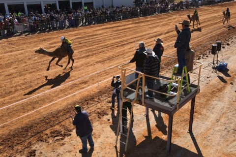 Every year, hundreds of spectators descend on the small town for the annual Marree Camel Cup