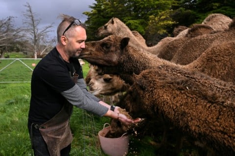 Humpalicious farm's camels are fed grain left over from the brewing process, and their dung is then used to smoke the malt for the beer