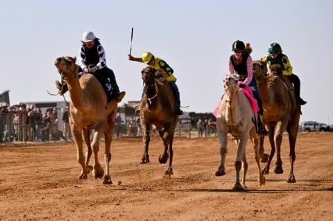 In the remote town of Maree, roughly 600 kilometres (370 miles) north of Adelaide, the camels transform from beasts of burden to powerful racers