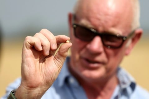UK farmer John Pawsey has been experimenting with different crops, and holds up a chickpea more used to hot and dry conditions