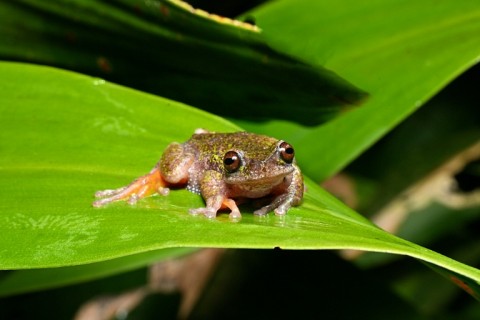 Nicknamed the 'coffee frog,' the species has another distinctive trait: males have a translucent throat that inflates with their short, high-pitched call 