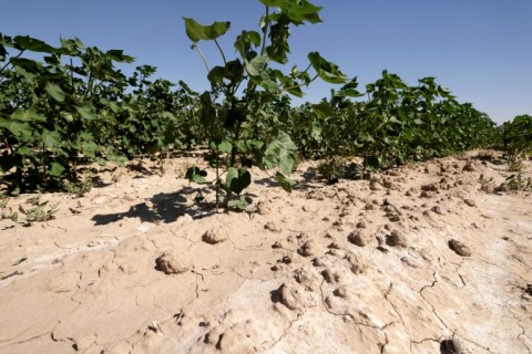 Turkestan is Kazakhstan's leading agricultural cotton-growing region