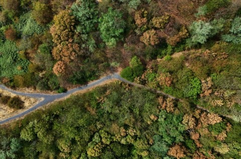 Parched deciduous forest in western Germany, where the heat has also seen the Rhine plunge to extreme lows