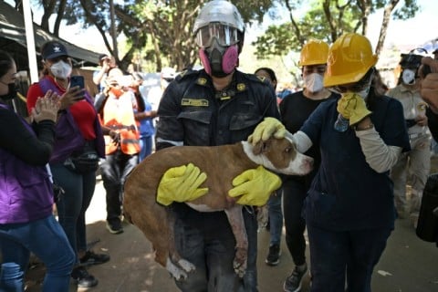 Rescuers pulled a visibly weak dog from the rubble in Cali on Thursday