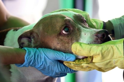 Vets rushed to care for the dog when the creature was pulled from the wreckage
