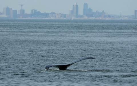 A whale surfaces in plain view of New York's Coney Island