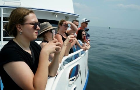 Climate change is playing a role in the surge of New York-area whale sightings