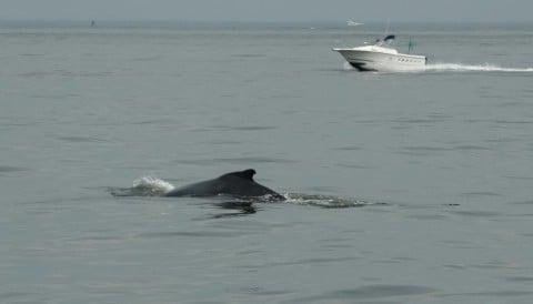 Whales are increasingly frequenting New York's heavily trafficked waterways, forcing new policy efforts to educate boaters on how to avoid collisions