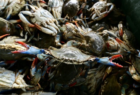 Blue crabs arrived in the Mediterranean decades ago to wreak havoc in Italy's clam-producing northeast