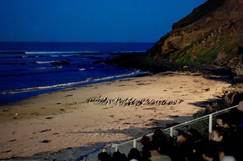 Wildlife teams have started vaccinating little penguins on Australia's Phillip Island