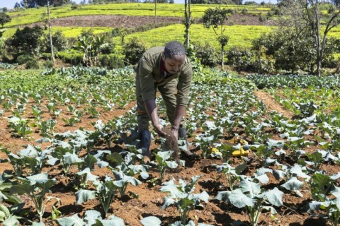 George Muturi applies vermicompost, which he called a 'breakthrough' for his farm