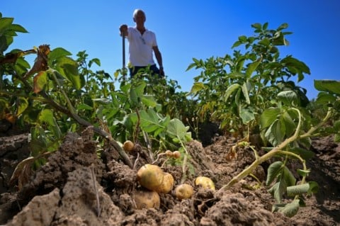 Belgian farmers say chaotic weather has wrought havoc on this year's potato crop -- bad news for the country's fries, a national staple