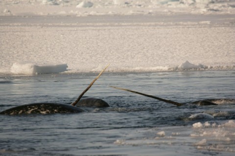 In a study published in Science Advances on Wednesday, researchers equipped six narwhals with satellite transmitters, and had them explore remote East Greenland waters