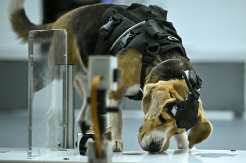 A growing body of global research suggests dogs can be trained to detect cancer and other human illnesses