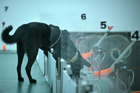 Dog can provide an easy and affordable first layer of cancer screening to be deployed at scale