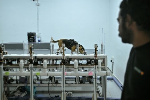 Dogs have around 300 million scent receptors, compared to about five million in humans