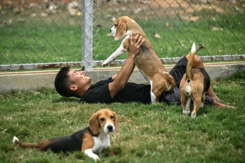 Können Hunde Krebs erschnüffeln? KI unterstützt die Suche in Indien