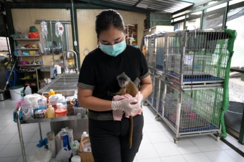 A six month-old leaf monkey that was intercepted by the Wildlife Crime Intelligence Unit at Suvarnabhumi airport bound for India