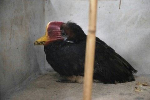 A hornbill that was intercepted by the Wildlife Crime Intelligence Unit at the Department of National Parks, Wildlife and Plant Conservation (DNP) headquarters in Bangkok