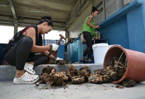 South Korean haenyeo Jin So-hee (L) cleans rock oysters with a hammer as Woo Jung-min (R) looks on in the South Korean coastal town of Geoje