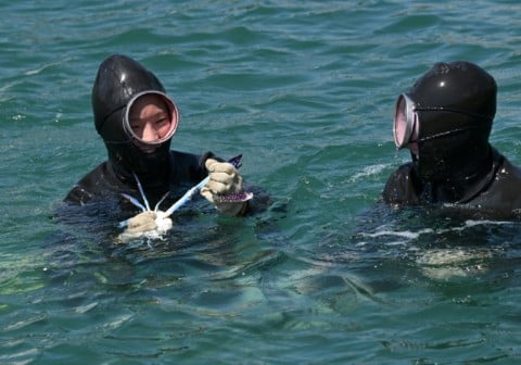 South Korean haenyeo Jin So-hee (L) catching a crab as Woo Jung-min (R) looks on in the South Korean coastal town of Geoje