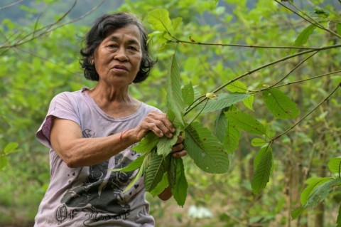 Kratom farmer Imelda, who also works as a Borneo Future Indonesia wildlife observer, shows kratom leaves in her village in West Kalimantan