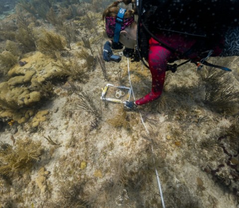 Researchers place color reference charts around newly planted coral to record the pigmentation, a method used to monitor its health and detect early signs of heat stress