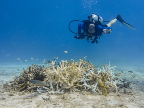 A diver swims above a mass of bleached staghorn coral, its pale and white branches a sign of stress after prolonged exposure to abnormally warm ocean waters, off the coast of Key Biscayne, Florida