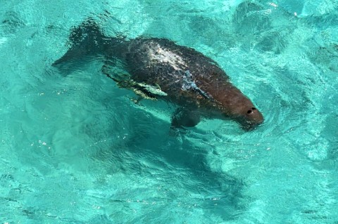 A dugong swims at Ngederrak Reef off the coast of Koror, Palau, where the marine mammals feed on seagrass beds