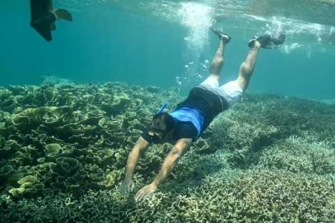 Adiver swims above a coral reef at Ngederrak Reef off the coast of Koror, Palau
