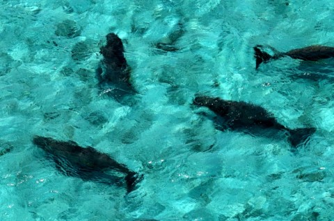 Aherd of dugongs swimming at Ngederrak Reef off the coast of Koror, Palau, where the marine mammals feed on seagrass beds