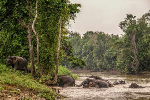 A herd of elephants crossing the Kinabatangan River near Sandakan in Sabah on the island of Borneo