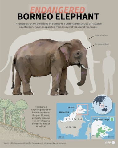 Endangered Borneo elephants