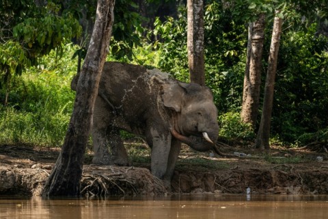 A wild male Borneo elephant sprays water onto its body with its trunk next to an empty plastic water bottle near the Kinabatangan River in Sukau