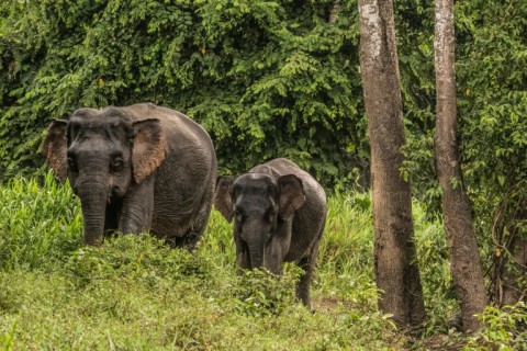 For the past 40 years, Bornean elephants have lost more than 60 percent of their habitat in Sabah, in northern Borneo