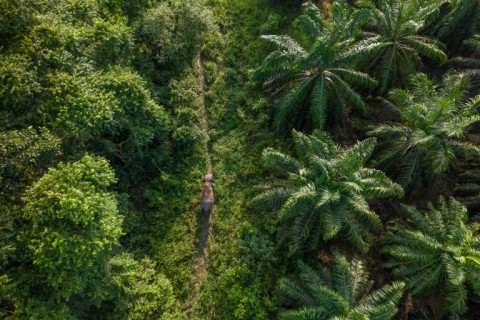 A wild male Borneo elephant moves through the jungle near a palm oil plantation in Sukau