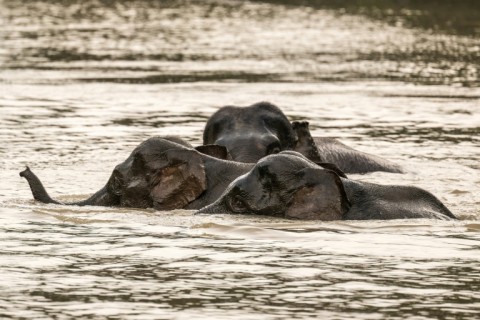 A herd of wild Borneo elephants cross the Kinabatangan River on the island of Borneo