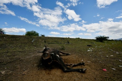 Livestock are dying out due to the persisent heat and subsequent food shortages