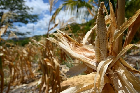 Sixteen million people across Latin America are facing food shortages due to El Nino, according to the UN