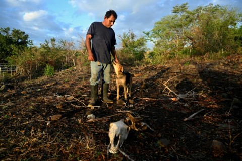 Darwin Cruz, faced with a declining cattle herd, doesn’t know how he will keep supporting his family