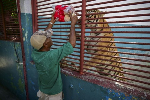 Cuba's National Zoo relies increasingly on donations to feed its animals, like this tiger seen viewing a packaged chicken