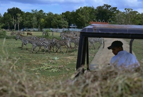 Cuba's cash-strapped state-run National Zoo is home to South America's largest herd of Grant's zebras